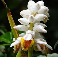 Alpinia hainanensis