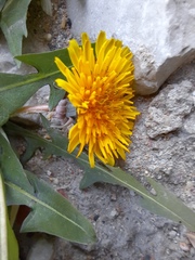 Taraxacum officinale