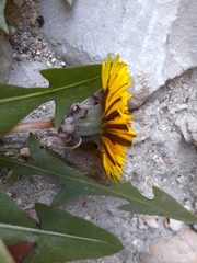 Taraxacum officinale