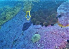 Eudistoma clivosum
