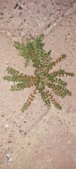 Lepidium didymum