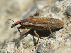 Lixus punctiventris