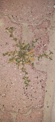 Lepidium didymum