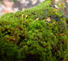 Macrocoma lycopodioides