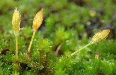 Macrocoma lycopodioides