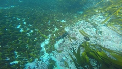 Chirodactylus variegatus