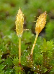 Macrocoma lycopodioides