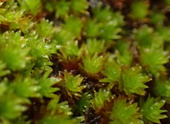 Macrocoma lycopodioides