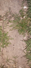 Lepidium didymum