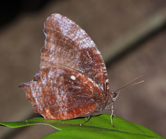 Elymnias pealii
