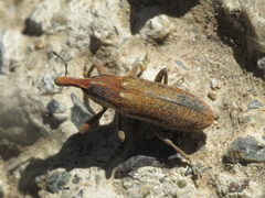 Lixus punctiventris