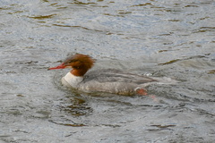 Mergus merganser