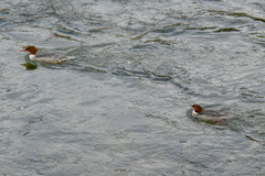 Mergus merganser