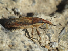 Lixus punctiventris