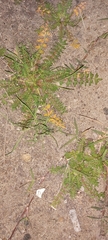 Lepidium didymum