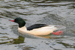 Mergus merganser