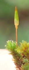Schlotheimia