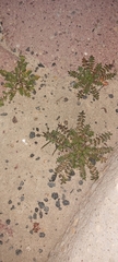 Lepidium didymum