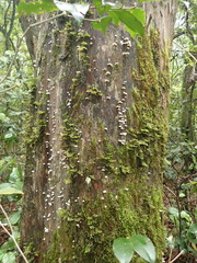Campanella capensis
