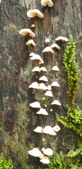 Campanella capensis