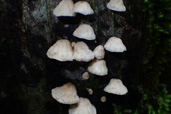 Campanella capensis