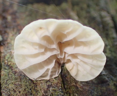 Campanella capensis