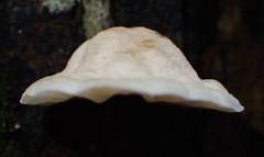 Campanella capensis