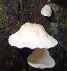 Campanella capensis