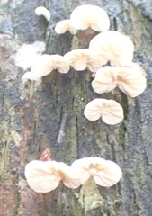 Campanella capensis