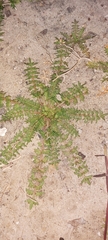Lepidium didymum