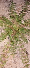 Lepidium didymum