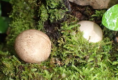 Daldinia concentrica