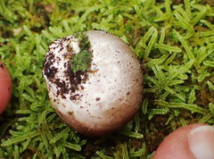 Daldinia concentrica