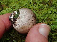 Daldinia concentrica