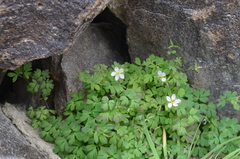 Isopyrum anemonoides