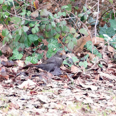 Turdus merula