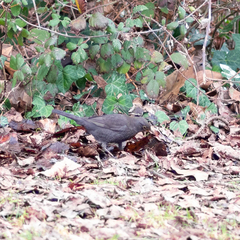 Turdus merula
