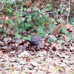 Turdus merula