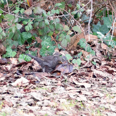 Turdus merula