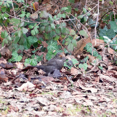 Turdus merula
