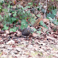 Turdus merula