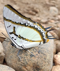 Polyura eudamippus