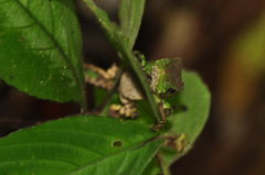 Enyalioides laticeps