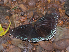 Stibochiona nicea nicea