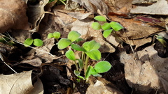 Hydrophyllum appendiculatum