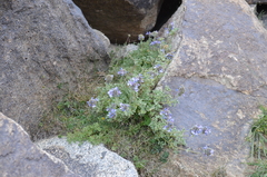 Nepeta pamirensis