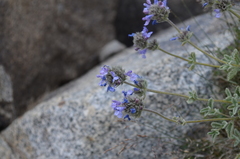 Nepeta pamirensis