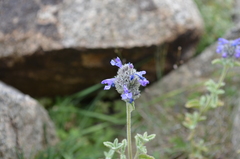 Nepeta pamirensis