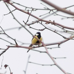 Parus major