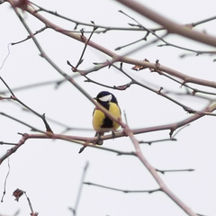 Parus major